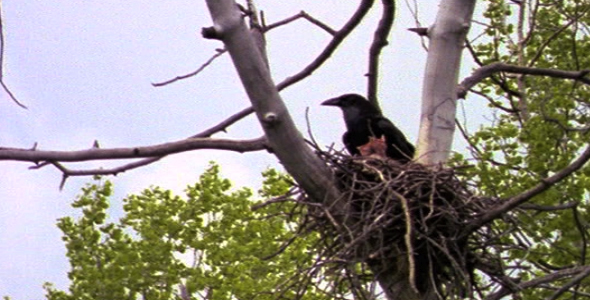 Raven Flies From Nest