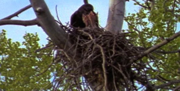 Raven Flies to Nest 2
