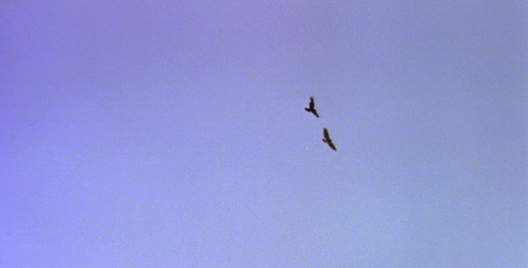 Raven and Red Tailed Hawk alt