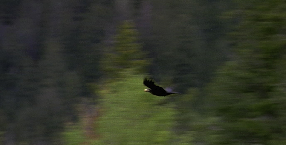 Raven Flying With Egg