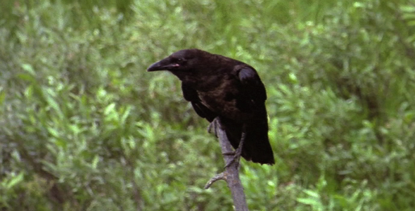Raven Perched on Stick