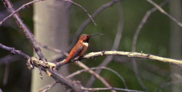 Rufous Hummingbird 2 alt