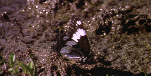 White Admiral Butterfly 
