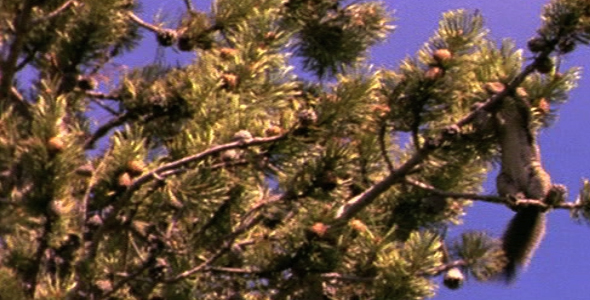 Douglas Squirrel in Pine Tree