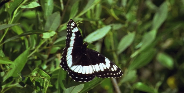 White Admiral Butterfly 3