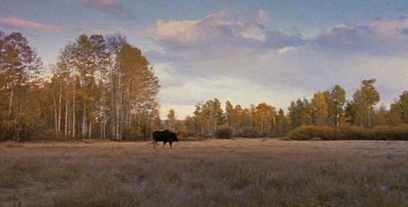 Moose Walking Across Clearing