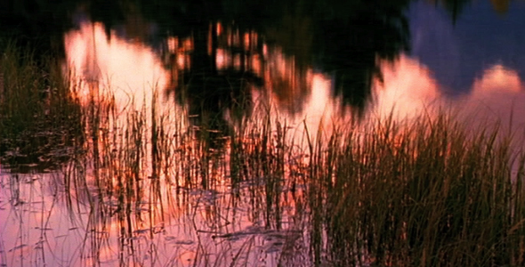 Reflection in Marsh