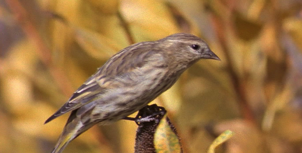 Finch on Dried Branch 3