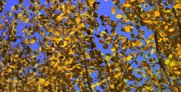 Close up of Aspen Leaves