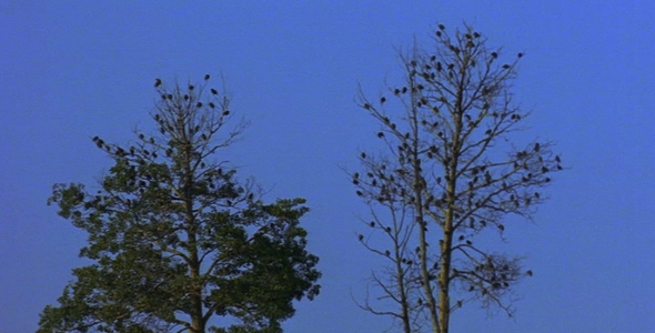 Birds in Trees