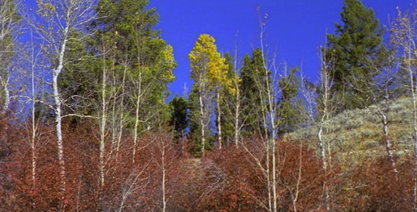Grand Teton Trees