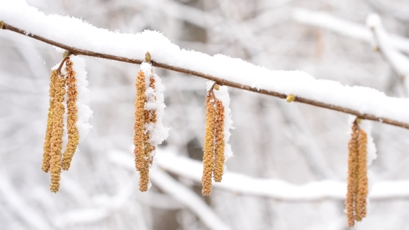 Snow Falling On Alder Catkins Swaying In Wind