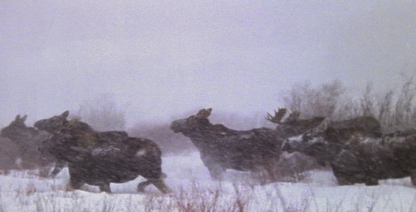 Herd of Moose in Winter