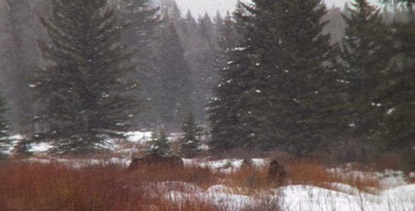 Moose in Snowstorm