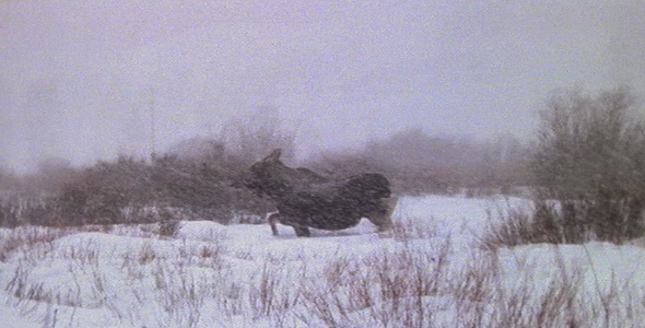 Moose Running in Snow