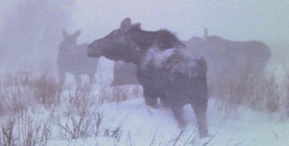 Herd of Moose in Blizzard