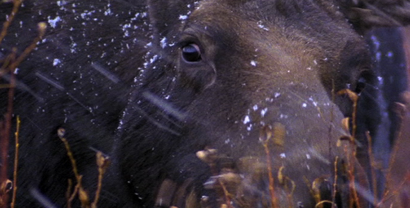 Moose Browsing in Winter