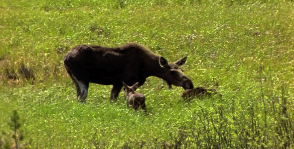 Moose with Twins