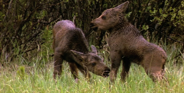 Twin Moose Calves alt