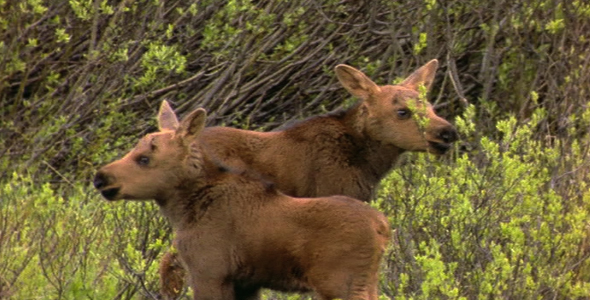 Twin Moose Calves 2