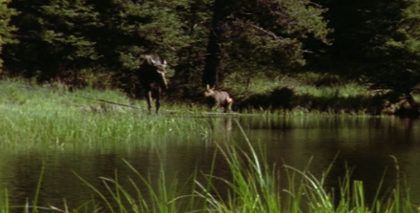 Moose and Calf at Swamp