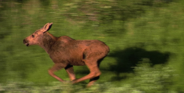 Moose Calf on the Run