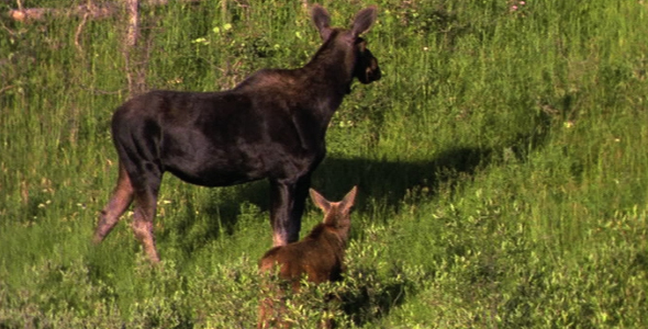 Moose Calf on the Run 2
