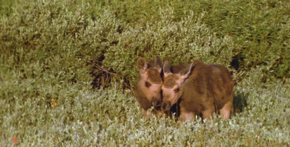 Twin Moose Calves