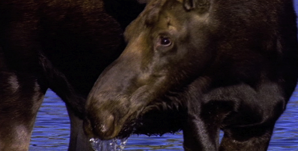 Moose Standing in a Pond