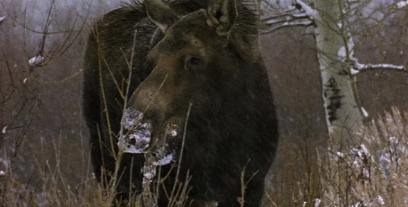 Moose Browsing in Winter 2