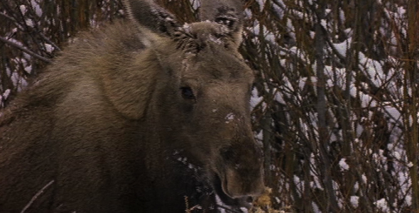 Moose Eats Thistle in Winter