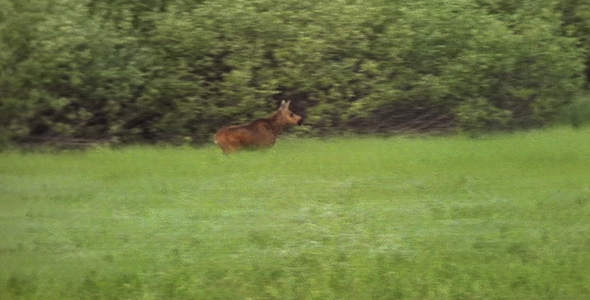 Young Calf Running Across Meadow