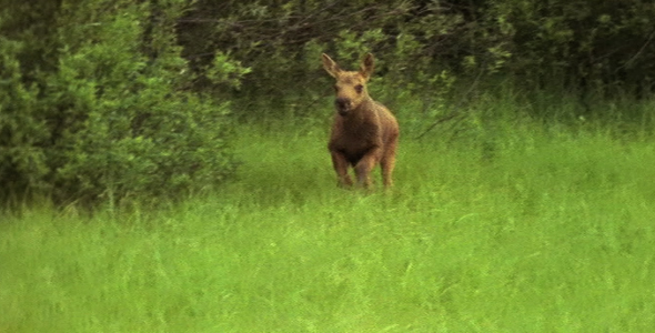 Young Calf Running Across Meadow 2