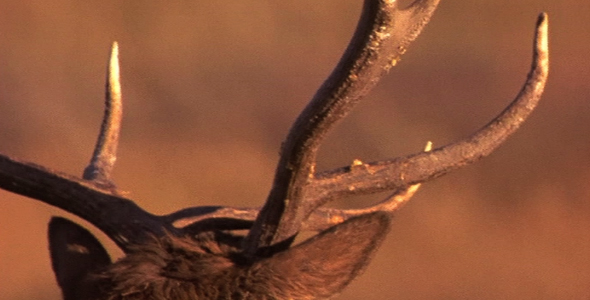 Elk Antler Close Up