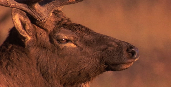 Elk Head Shot