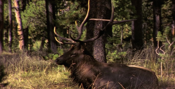 Bull Elk in Forest