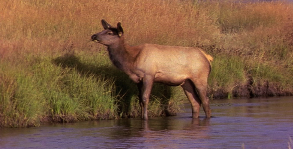 Cow Elk in Stream