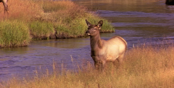 Cow Elk in Stream 2