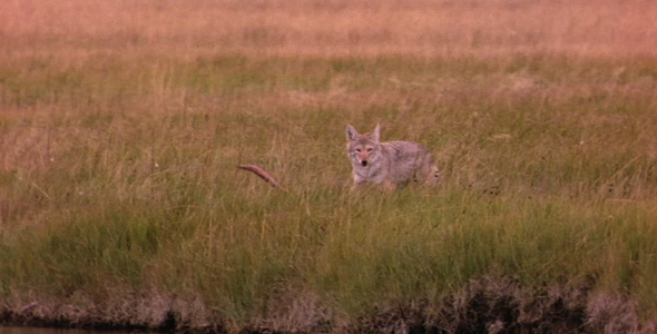 Coyote With Carcass
