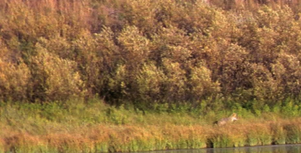 Coyote Next to Duck Pond