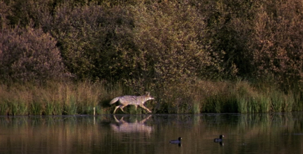 Coyote Next to Duck Pond 2