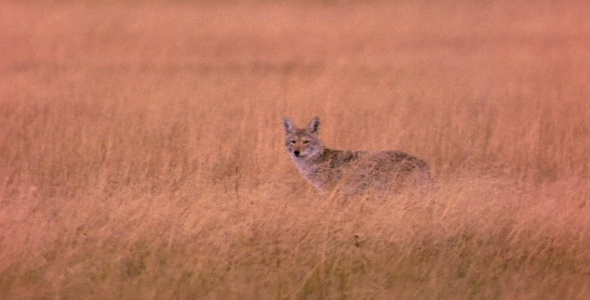 Coyote in Meadow