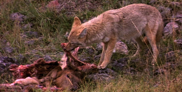 Coyote With Elk Carcass 2
