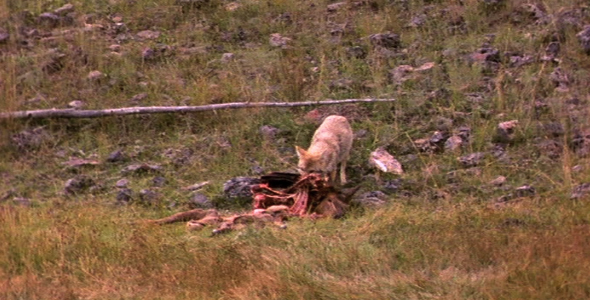 Coyote With Elk Carcass 3
