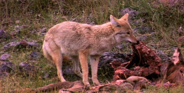 Coyote With Elk Carcass 4