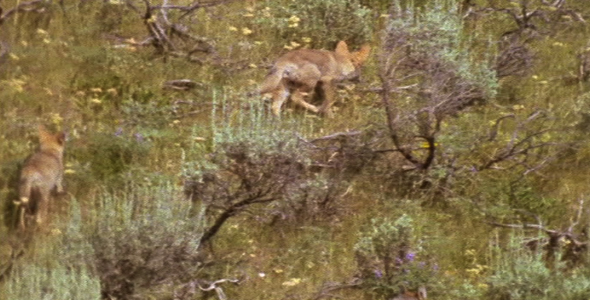 Young Coyotes