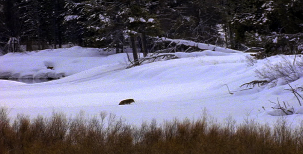 Coyote in Snow alt