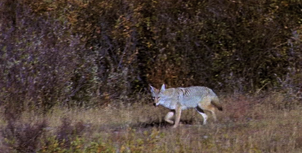Coyote Trotting in Autumn