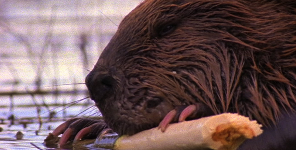 Beaver Eating a Branch alt
