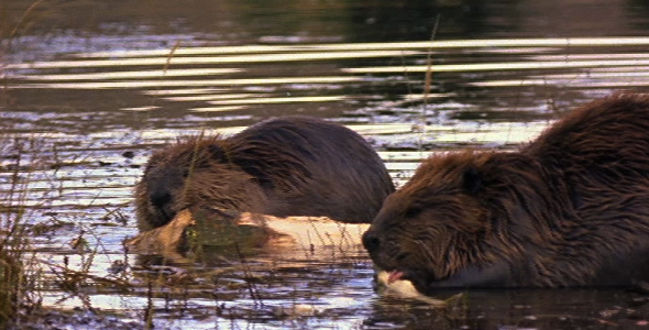 Beaver Couple